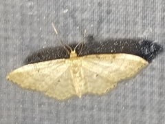 Idaea fuscovenosa