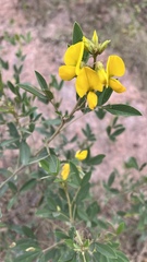 Crotalaria micans