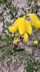 Crotalaria micans