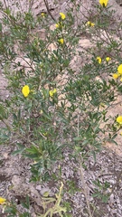 Crotalaria micans