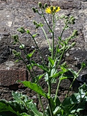 Hieracium amplexicaule spelaeum