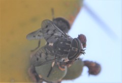 Poeciloderas quadripunctatus