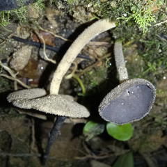 Helvella fibrosa