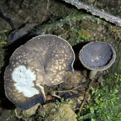 Helvella fibrosa