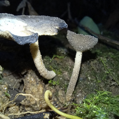 Helvella fibrosa
