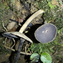 Helvella fibrosa