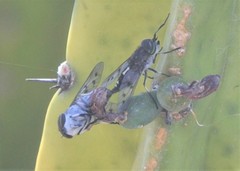 Poeciloderas quadripunctatus
