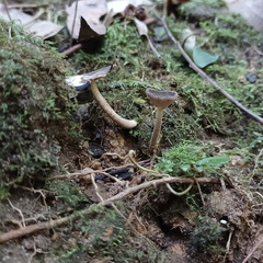 Helvella fibrosa