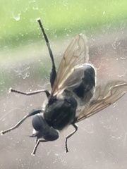 Arctosyrphus willingii