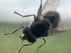 Arctosyrphus willingii