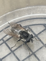 Arctosyrphus willingii