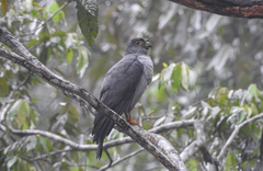 Rufous-Thighed Kite photo 4