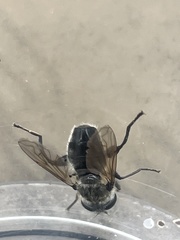 Arctosyrphus willingii