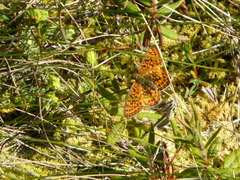 Boloria eunomia