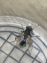 Arctosyrphus willingii