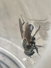 Arctosyrphus willingii