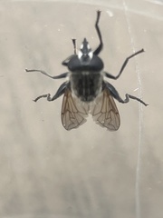 Arctosyrphus willingii