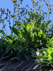 Hieracium amplexicaule spelaeum