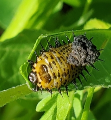 Chelymorpha cassidea