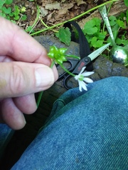 Allium canadense canadense