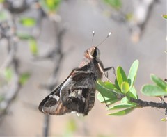 Thespieus macareus