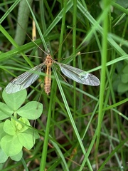 Hesperotipula