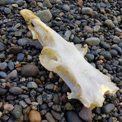 Beringraja binoculata