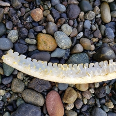 Beringraja binoculata