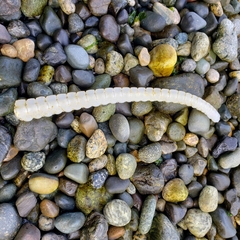 Beringraja binoculata