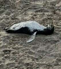 Spheniscus magellanicus