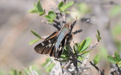 Thespieus macareus