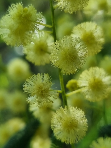 Image of Acacia oshanesii by (c) Richard Dimon, some rights reserved (CC BY)