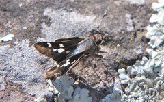 Thespieus macareus