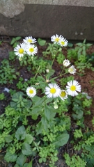 Erigeron annuus