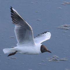 Chroicocephalus ridibundus