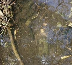 Salvelinus fontinalis