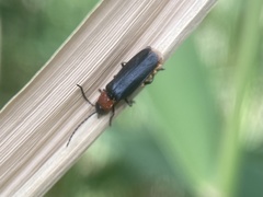 Silis ruficollis