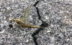 Hexagenia limbata