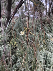 Acacia pendula