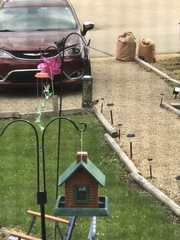 Pheucticus ludovicianus