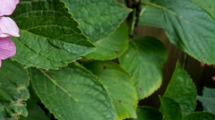 Cercospora hydrangeae