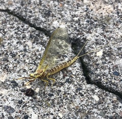 Hexagenia limbata