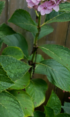 Cercospora hydrangeae