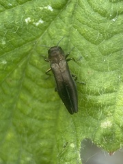 Agrilus cuprescens