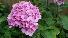 Cercospora hydrangeae