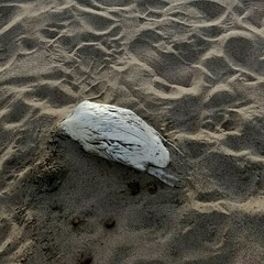 Spheniscus magellanicus