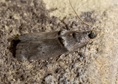 Acrobasis texana