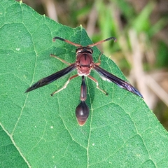 Zeta argillaceum