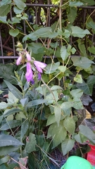 Campanula rapunculoides