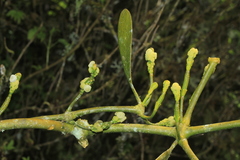 Phoradendron nervosum